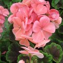 Pelargonium zonale 'Bulls Eyes saumon' fleur